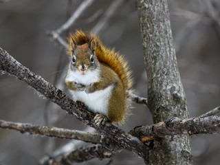 Naklejka na ściany i meble American Red Squirrel Sitting on Tree Branch in Winter