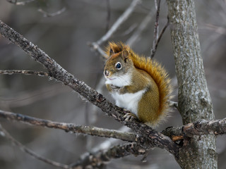 American Red Squirrel Sitting on Tree Branch in Winter