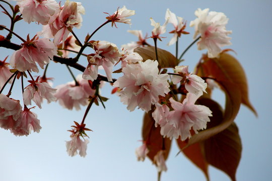 arbre