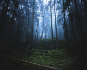  dense forest in fog with moss on the ground and trees