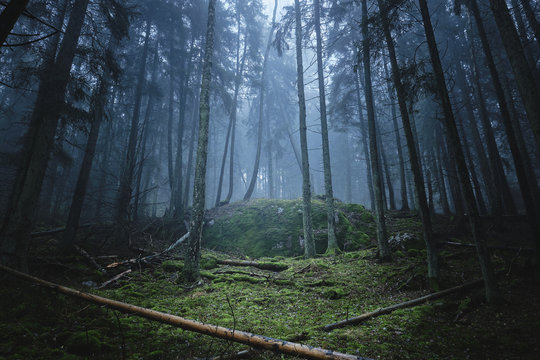  dense forest in fog with moss on the ground and trees