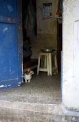 cats sitting in a door