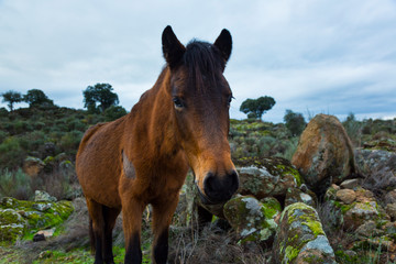 HORSE - CABALLO  (Equus ferus caballus), Faia Brava private reserve, Portugal, Europe