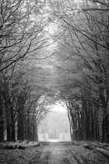 Black and white version of an avenue of trees in a dense forest with a soft incidence of light...