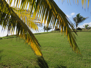 Sunlit palm leaf close-up. Tropical garden