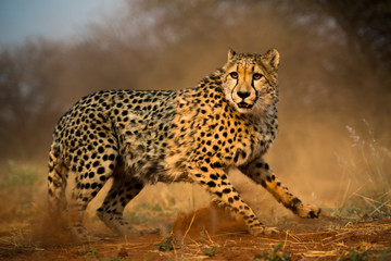 Gepard Cheetah