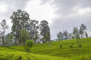 Fototapeta na wymiar Ceylon tea in the mountains hills near bandarawela Sri Lanka. Green landscape wallpaper