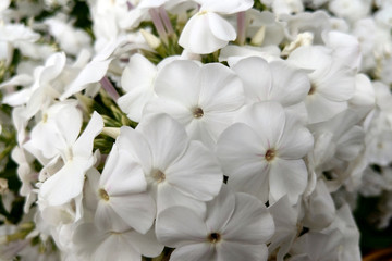 Fototapeta na wymiar Small white buds of a garden flower. Phlox.