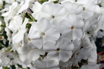 Closeup of white phlox on a green natural background. Beautiful white phlox.