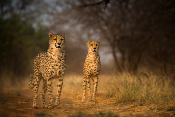 Gepard  © Kai Vogel