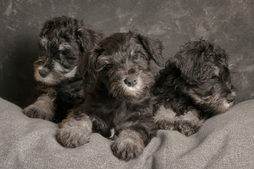 Three schnauzer puppies sitting on the sofa, close up portrait.