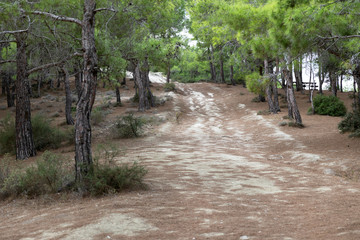 Northern Cyprus landscape. Beautiful mediterranean nature. Mountain road. Forest