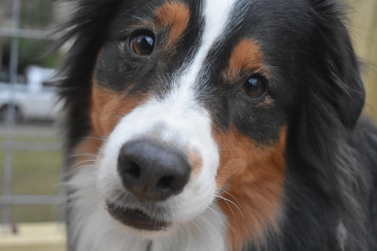 Border Collie Dog Begging Canine Look