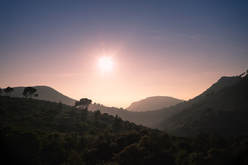 Sunset view. Backlit trees