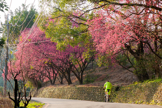 Cyclist rides uphill under a row of blooming cherry trees , cherry blossoms season