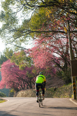 Naklejka premium Cyclist rides uphill under a row of blooming cherry trees , cherry blossoms season