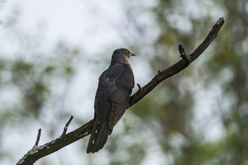 Rufous-chested cuckoo