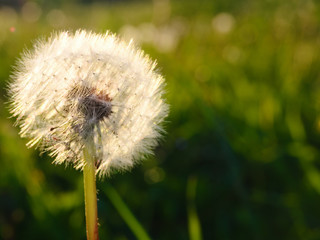 White fluffy dandelion, with ripe seeds, illuminated by the bright morning sun