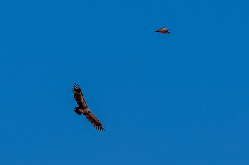 A White-headed vulture -Trigonoceps occipitalis- circling over Etosha National Park, Namibia.