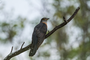 Rufous-chested cuckoo