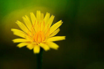 Close up of a beautiful yellow flower