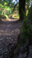 Camino de tierra a través de un bosque