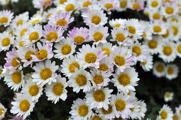 Fototapeta premium Autumn bloom of chrysanthemum