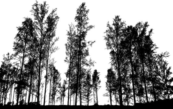 Black silhouettes of trees in the forest