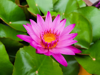 Beautiful deep Pink Lotus water plant