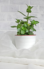 Small plants in a white pot on a white side board against a white plaster wall background, with a copy area on the right.
