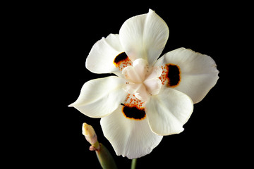Fototapeta na wymiar African white iris or Dietes Bicolor flower isolated on black