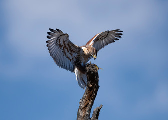 Hawk With Fresh Catch for Lunch