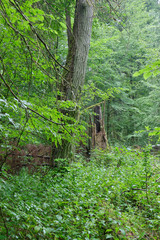 Obraz premium Old Oak tree moss covered in summer