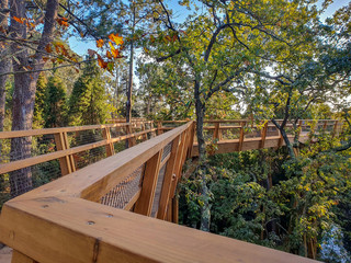 Wooden walkway through the trees. Feeling of harmony with nature, relaxing environment.