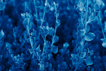 Color of the year 2020 classic blue background made of fresh leaves.