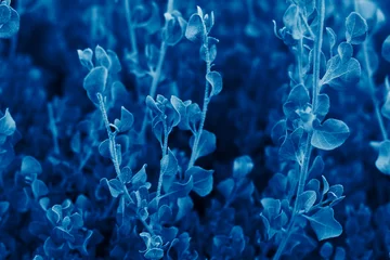 Farbe des Jahres 2020 klassischer blauer Hintergrund aus frischen Blättern. © Iryna