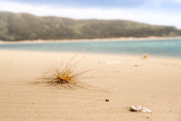 grass seed on new zealand beach