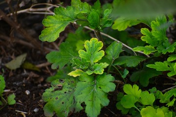 Chrysanthemum leaf background 