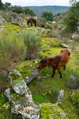 HORSE - CABALLO  (Equus ferus caballus), Faia Brava private reserve, Portugal, Europe