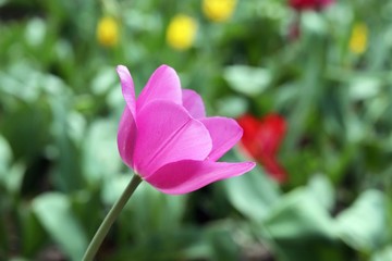 Blooming tulips in spring against the background of nature, park, flowers, season of spring, in a natural environment