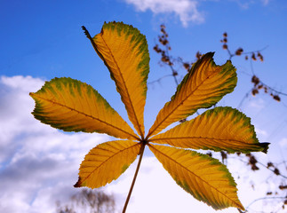 Yellow leaf of a chestnut tree against the sky
