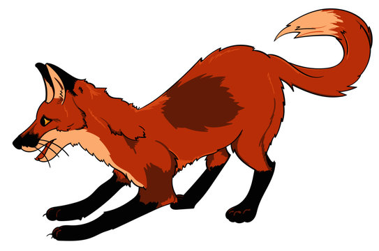 Playful Fox