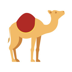 Isolated camel image
