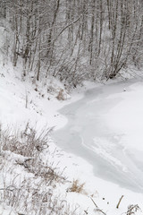  winter beauty of the wild forest