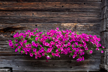 Fototapeta na wymiar Detailed view on vivid flowers on a typical Swiss farm house