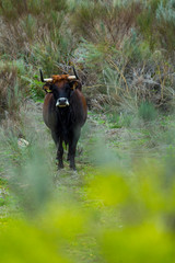 COWS OR CATTLE (Bos taurus o Bos primigenius taurus), Faia Brava private reserve, Portugal, Europe