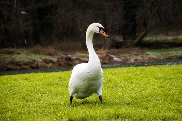 Swan walking on the river bank with grass in his beak