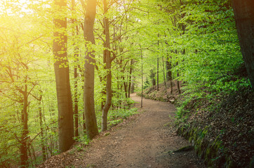 Fototapeta premium Path on slope of hill, beech trees trees with green leaves on branches in Slavkov thick dense foliage forest wood near Karlovy Vary (Carlsbad) town, West Bohemia, Czech Republic