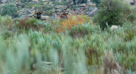 COWS OR CATTLE (Bos taurus o Bos primigenius taurus), Faia Brava private reserve, Portugal, Europe