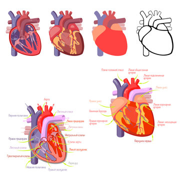 The structure of the heart. Schematic illustration of the work of the heart.
